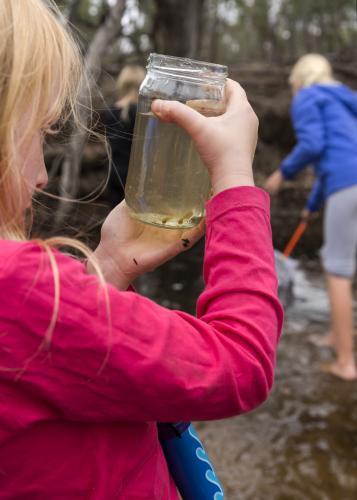 Young Girl Looking into Glass Jar at Tadpoles - Australian Stock Image