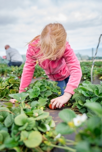 Young Girl Strawberry Picking - Australian Stock Image