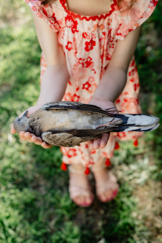 Young girl wearing a dress holding a dead turtle dove bird - Australian Stock Image