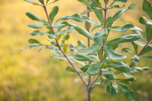 Young green banksia plant leaves in the afternoon light - Australian Stock Image