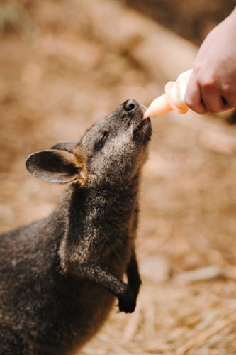 Young Joey being bottle fed outdoors by an animal care attendant. - Australian Stock Image
