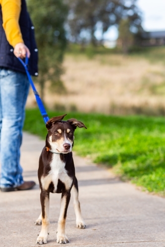 young kelpie dog on leash going for a walk on footpath - Australian Stock Image