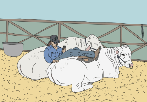 Young male farmer looking at phone with feet up on cows in yard - Australian Stock Image