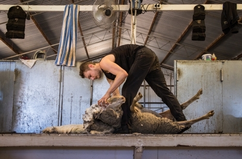 young shearer shearing a sheep on a raised board - Australian Stock Image