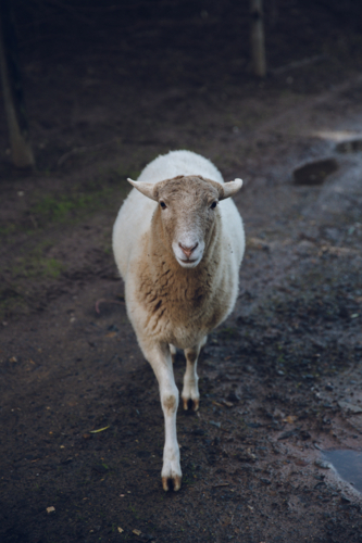 Young sheep walking on a wet ground - Australian Stock Image