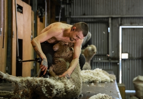 Young shirtless man shearing sheep - Australian Stock Image