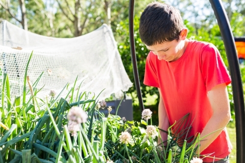 Young teenager gardening in his raised veggie garden in rural backyard - Australian Stock Image