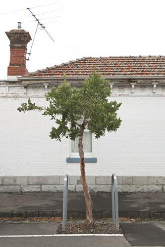 Young tree growing on a suburban street front - Australian Stock Image