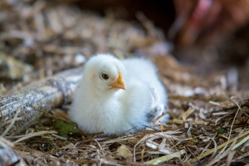 Young white chick laying on bed of straw - Australian Stock Image