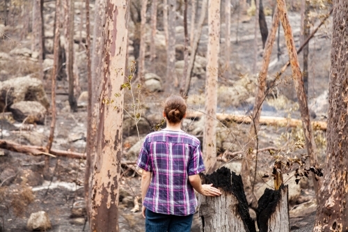 Young woman looking at hillside of trees with burnt ground after fire - Australian Stock Image